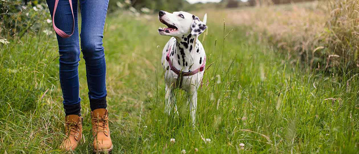 Woman walking her dalmatian dog