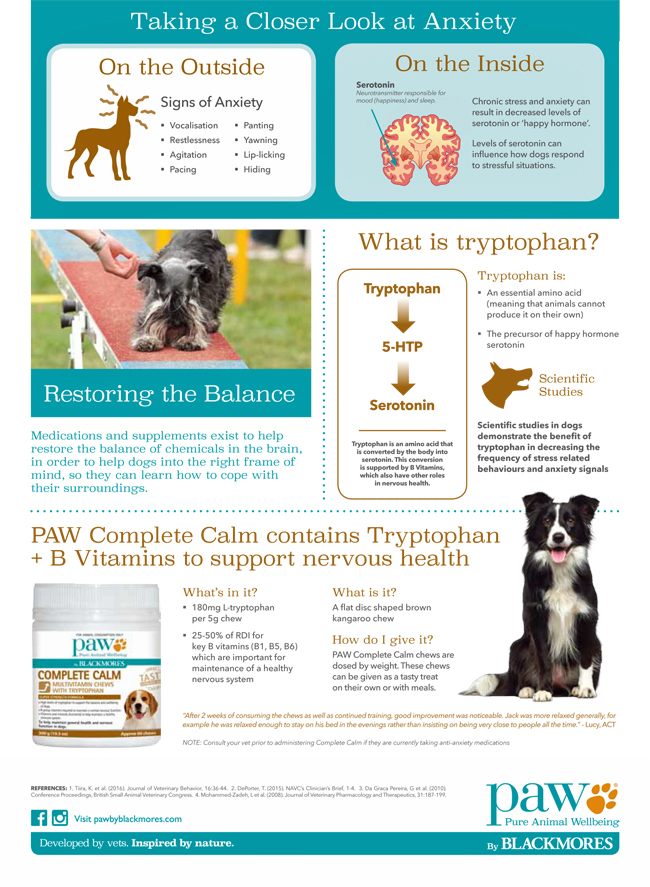INFOGRAPHIC - Anxiety in our pets